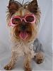 Please Post Funny Yorkie Pictures!-zoebirthdayphotoss8.jpg