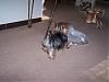 Please Post Funny Yorkie Pictures!-bubble-wrap-pia.jpg