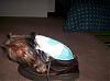 Please Post Funny Yorkie Pictures!-shoe-pia.jpg