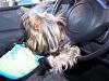 Please Post Funny Yorkie Pictures!-trixie-driving.jpg