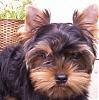 Please Post Funny Yorkie Pictures!-puppy-070-1.jpg