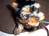 Please Post Funny Yorkie Pictures!-naughty-cleo.jpg