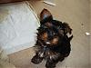 Please Post Funny Yorkie Pictures!-floppy-cleo.jpg