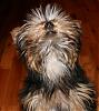 Please Post Funny Yorkie Pictures!-pleeeeaaasse.jpg