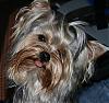 Please Post Funny Yorkie Pictures!-hannah.jpg