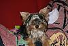 Please Post Funny Yorkie Pictures!-img_7979.jpg