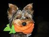 Please Post Funny Yorkie Pictures!-270_7094-512-x-384-.jpg