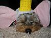 Please Post Funny Yorkie Pictures!-279_7951-512-x-384-.jpg