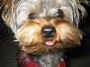 Please Post Funny Yorkie Pictures!-330_3079-512-x-384-.jpg