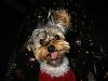 Please Post Funny Yorkie Pictures!-337_3778-512-x-384-.jpg