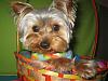 Please Post Funny Yorkie Pictures!-443_4340-512-x-384-.jpg