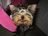 Please Post Funny Yorkie Pictures!-10.jpg