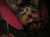 Please Post Funny Yorkie Pictures!-13.jpg