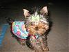 Please Post Funny Yorkie Pictures!-445_4526-512-x-384-.jpg