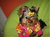 Please Post Funny Yorkie Pictures!-449_4951-512-x-384-.jpg