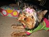 Please Post Funny Yorkie Pictures!-511_1119-528-x-396-.jpg