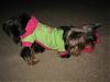 Please Post Funny Yorkie Pictures!-511_1162-528-x-396-.jpg