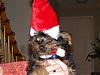 Please Post Funny Yorkie Pictures!-dexter-xmas-hat.jpg