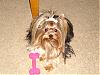 Please Post Funny Yorkie Pictures!-new-house-121-464-x-348-.jpg