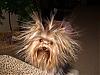 Please Post Funny Yorkie Pictures!-new-house-127-464-x-348-.jpg