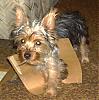 Please Post Funny Yorkie Pictures!-pict0024.jpg