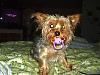Please Post Funny Yorkie Pictures!-pacifier.jpg