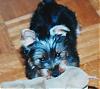 Please Post Funny Yorkie Pictures!-puppyoz4_sm.jpg