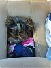 Please Post Funny Yorkie Pictures!-s8001572.jpg