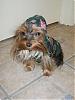Please Post Funny Yorkie Pictures!-s8001608.jpg