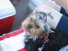 Please Post Funny Yorkie Pictures!-img_6699.jpg