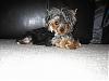 Please Post Funny Yorkie Pictures!-my-bone.jpg