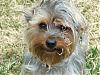 Please Post Funny Yorkie Pictures!-grassy-ginger.jpg