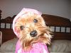 Please Post Funny Yorkie Pictures!-hood.jpg