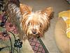 Please Post Funny Yorkie Pictures!-hide3.jpg