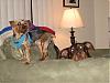 Simon and His Best Friend-the Doberman-charlie-simon.jpg