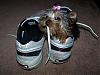 Paisley likes her daddy's shoes, LOL!!-shoep1-613-x-457-.jpg