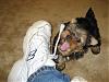 Paisley likes her daddy's shoes, LOL!!-435rsz.jpg