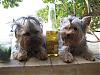 Please Post Funny Yorkie Pictures!-yt29.jpg