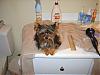 Bath Time for my furbabies???-s8001909.jpg