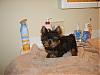 Bath Time for my furbabies???-s8001910.jpg