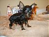 Bath Time for my furbabies???-s8001922.jpg