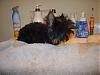 Bath Time for my furbabies???-s8001924.jpg