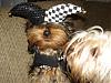 Please Post Funny Yorkie Pictures!-contest-014-600-x-450-.jpg