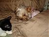 Please Post Funny Yorkie Pictures!-lexbear-014-600-x-450-.jpg