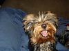 Please Post Funny Yorkie Pictures!-picture-069-600-x-450-.jpg