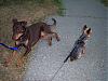 More Adventures with Charlie the Doberman-100_1024.jpg.jpg