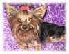 Pictures of my girls, Meiah Mae, Macey Mae, and Molly Mae !!!-meiah.jpg