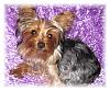 Pictures of my girls, Meiah Mae, Macey Mae, and Molly Mae !!!-macey.jpg