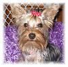 Pictures of my girls, Meiah Mae, Macey Mae, and Molly Mae !!!-molly.jpg