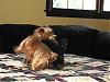 Want to see a golden Yorkie and a chocolate Yorkie playing?-mm607-6-600-x-450-.jpg